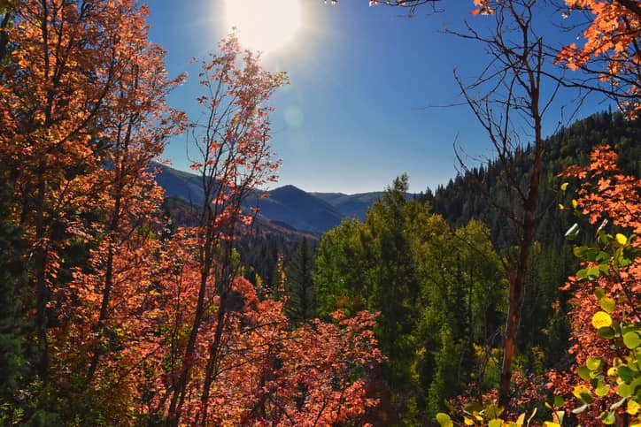 Autumn forest landscape with colorful fall foliage in Utah